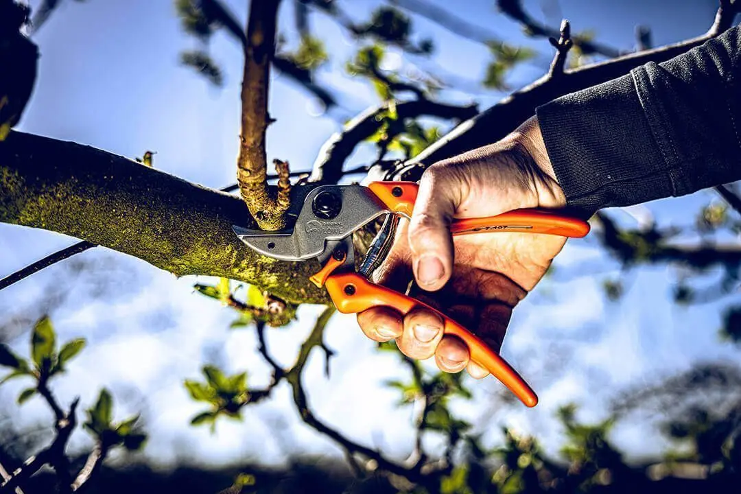 Kedy a ako správne strihať ovocné stromy